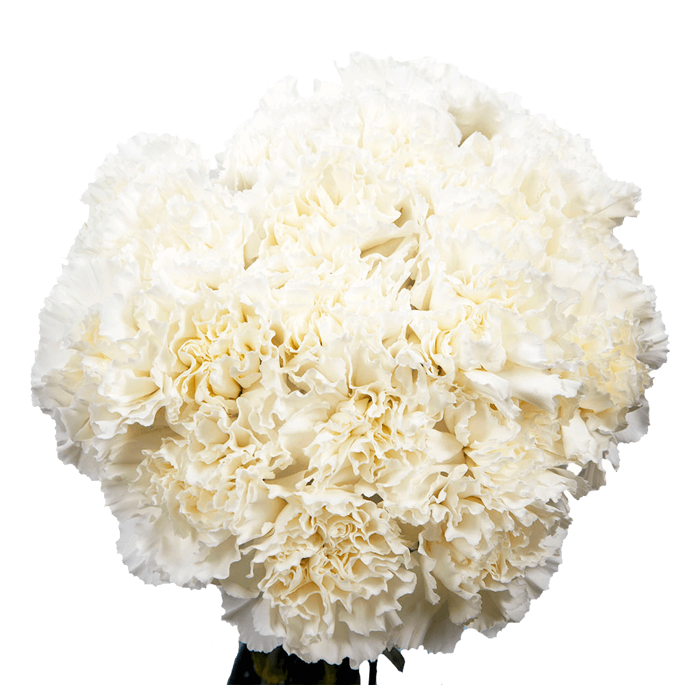100 Stems of White Carnations- Beautiful Fresh Cut Flowers- Express  Delivery 